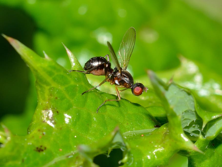 insects, diptera, sepsis, invertebrate, animal themes, animal wildlife HD wallpaper