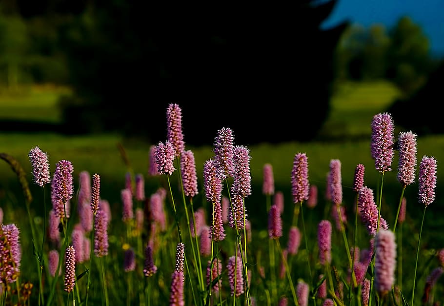close-up photo of pink flower, pink flower field selective-focus photography HD wallpaper