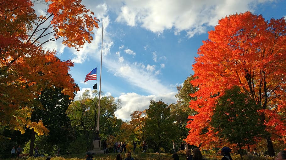 Autumn, Central Park, Usa, Tree, new york city, leaves, red HD wallpaper