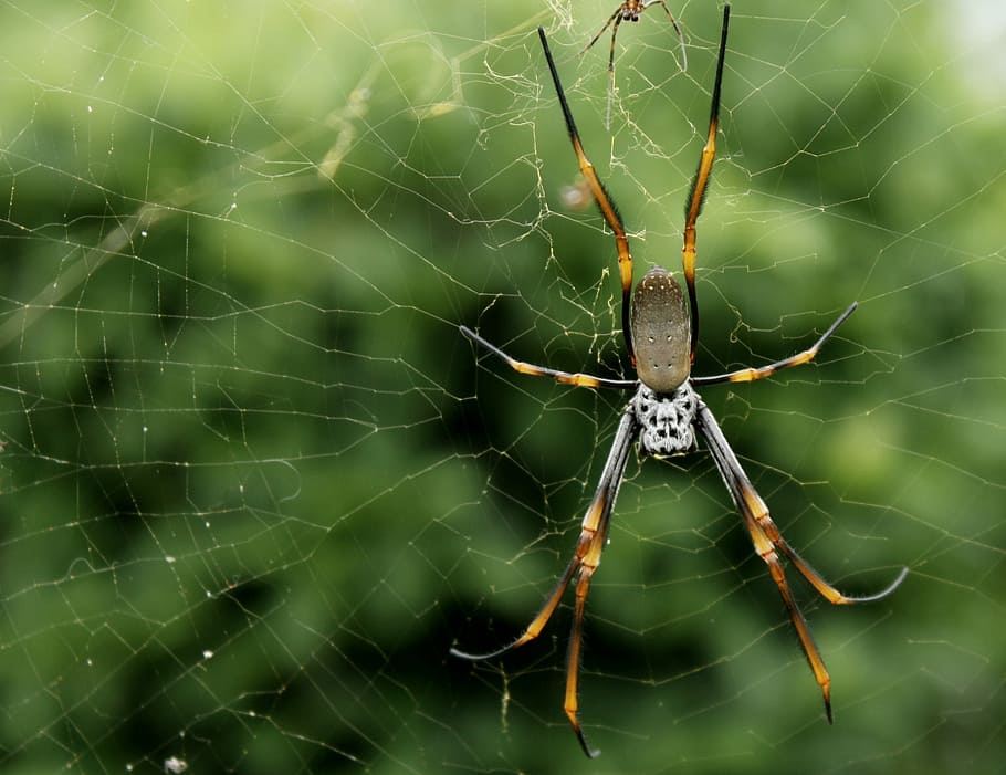 spider, trap, closeup, wet, natural, green, arachnophobia, geometry, HD wallpaper