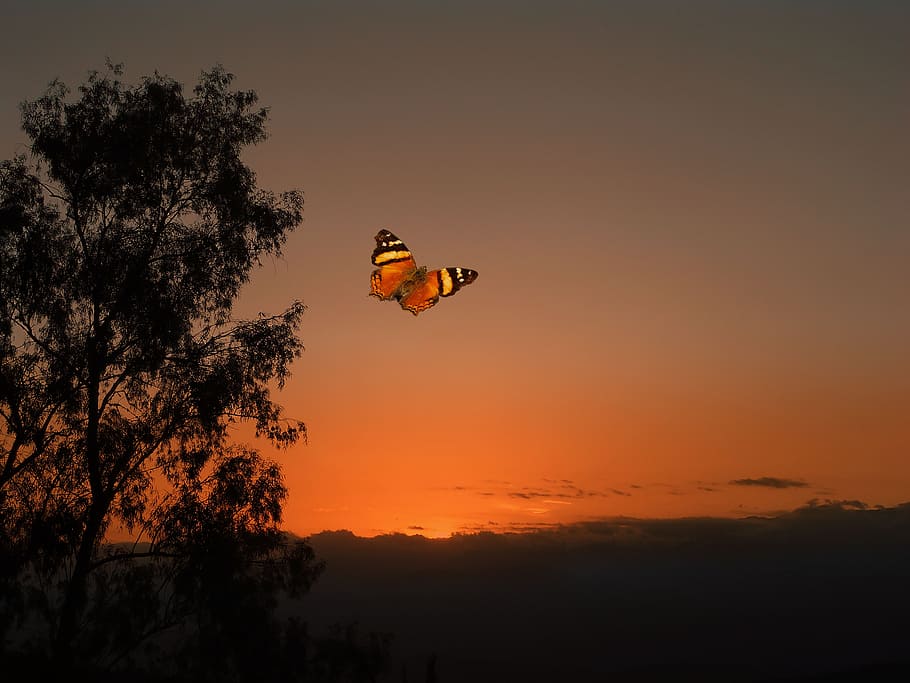 sunset, orange, butterfly, flying, tree, sky, mid-air, plant HD wallpaper