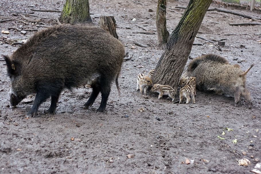 wild, wild boars, forest, nature, bristles, mud, little pig HD wallpaper