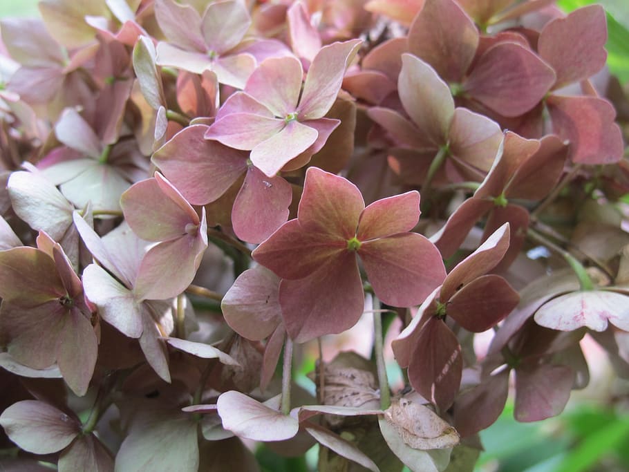 Hydrangea, Flower, Nature, Flora, Garden, summer, pink flower HD wallpaper