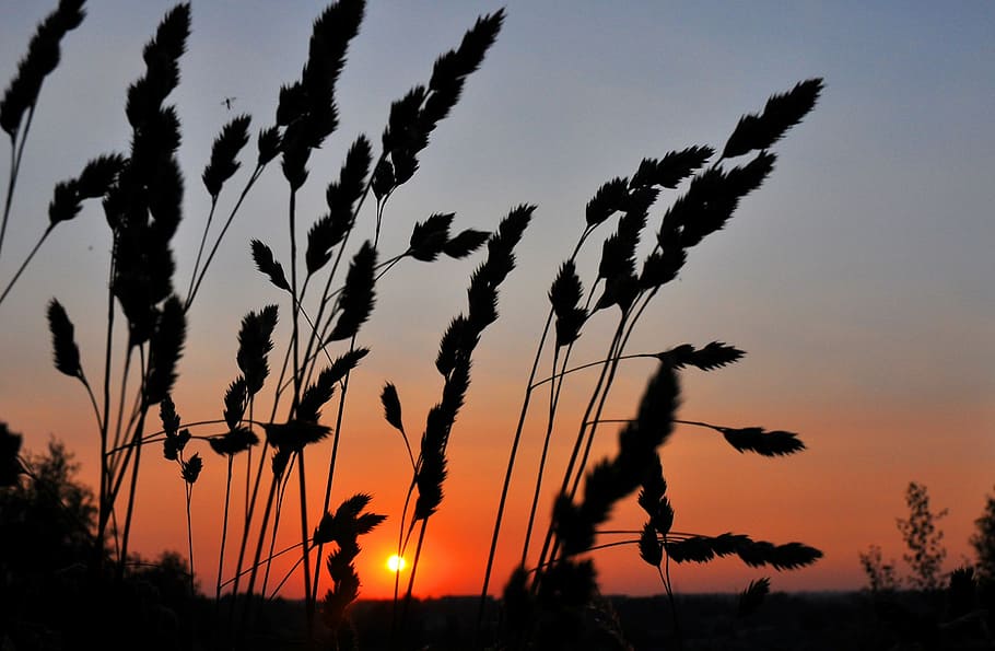 Sunset, West, Grass, silhouette, nature, outdoors, plant, scenics HD wallpaper