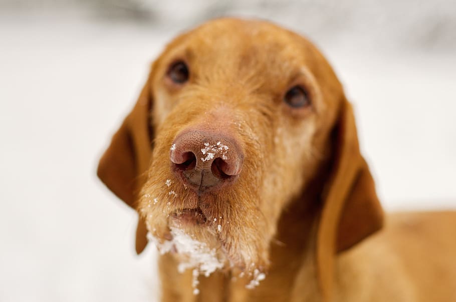 shallow focus photo of dog face with snow, close-up photography of brown dog HD wallpaper