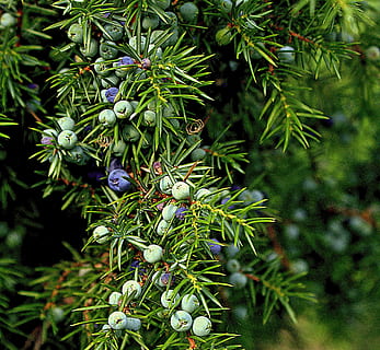 green and blue plant, juniper, common juniper, evergreen, cupressaceae HD wallpaper
