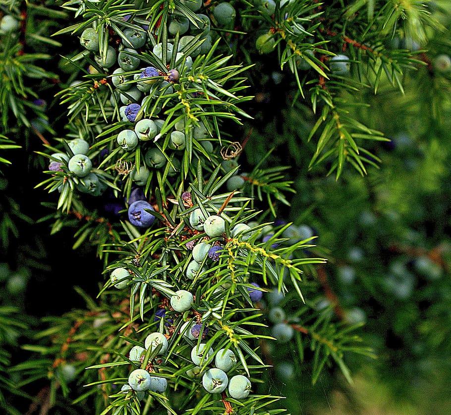 green and blue plant, juniper, common juniper, evergreen, cupressaceae HD wallpaper