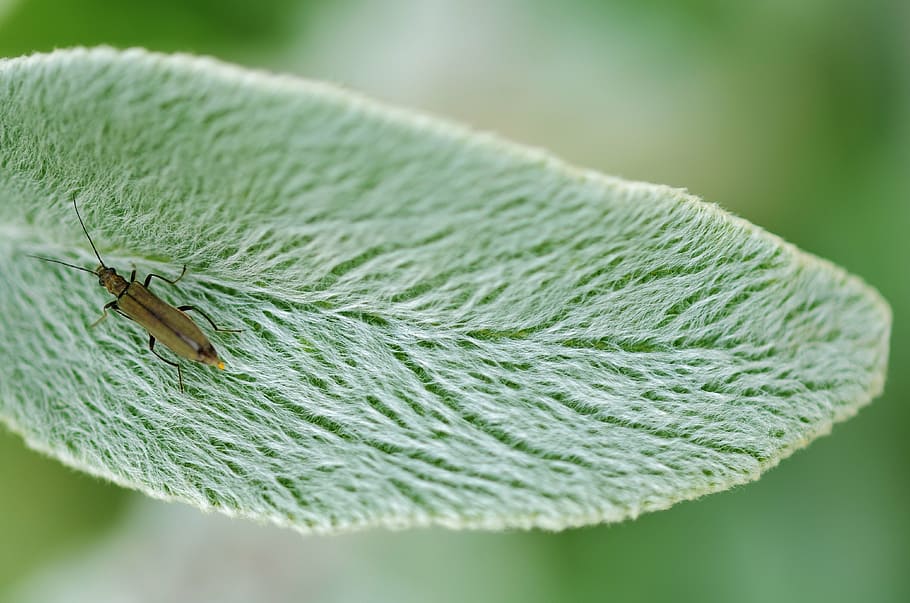 animal, insect, nature, bug, macro, summer, wildlife, fly, wing HD wallpaper