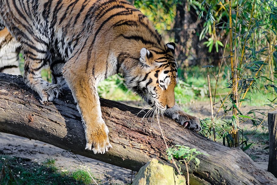 tiger, big cat, predator, nature, wildlife, zoo, climbing, carnivore HD wallpaper