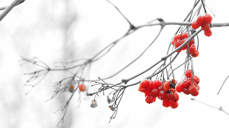 branch, nature, plant, black and white, color accent, red, food, HD wallpaper