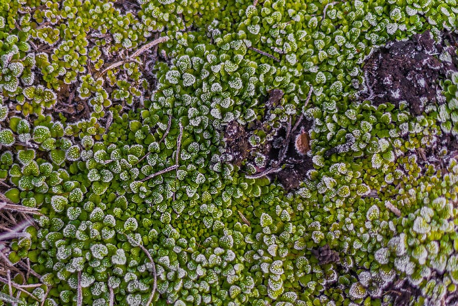 moss, meadow, nature, green, natural, forest, outdoor, plant HD wallpaper