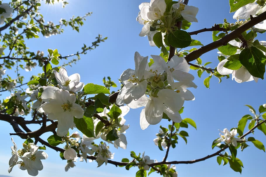 fruit tree blossoming, spring, bud, rays, sun, sky blue, petals HD wallpaper