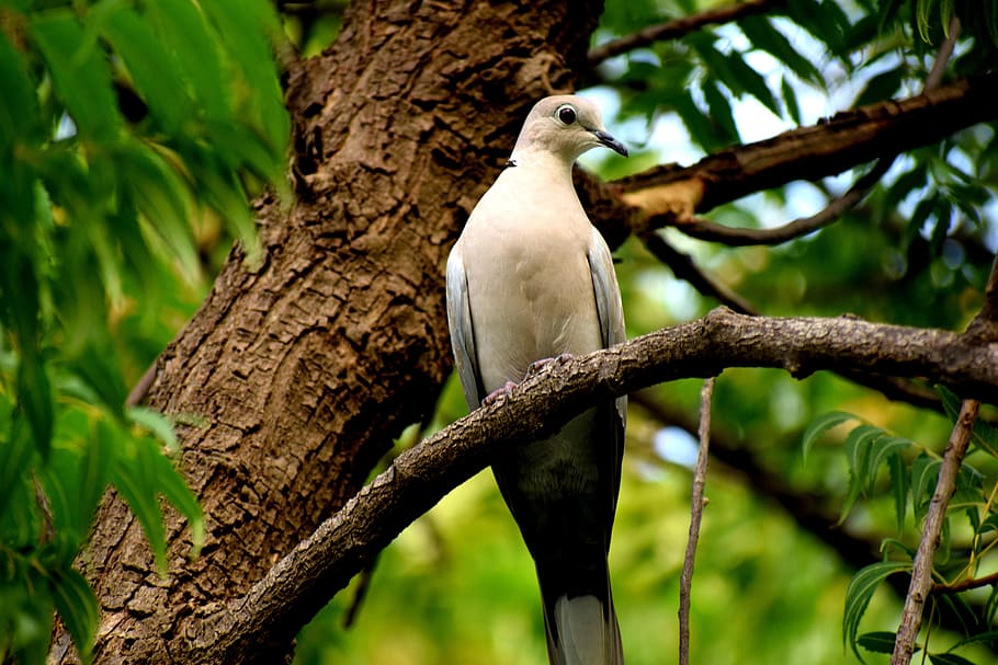 bird, dove, nature, feather, animal, pigeon, symbol, wing, design HD wallpaper