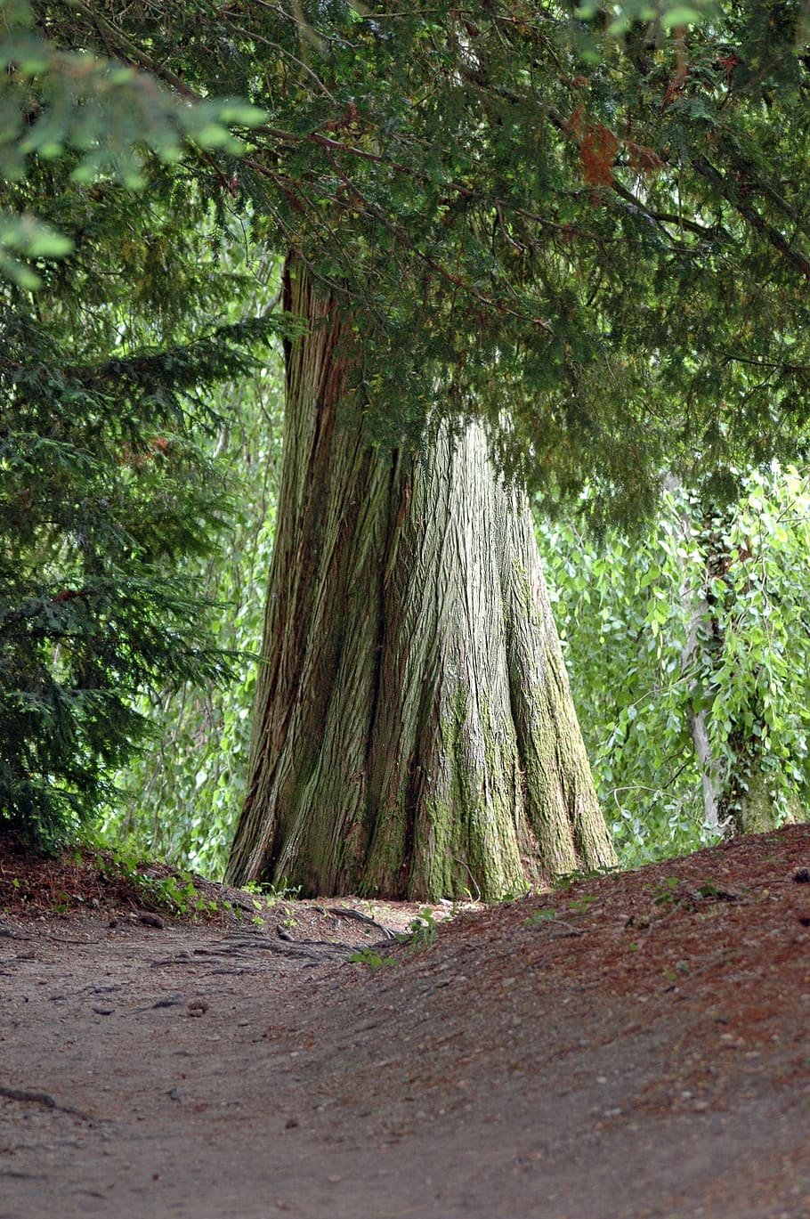 Tree, Plant, Nature, Trunk, Botany, park, undergrowth, forest HD wallpaper