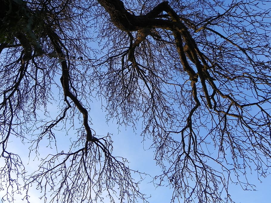 Tree, Nature, Forest, sky, blue, park, natural, weather, winter HD wallpaper