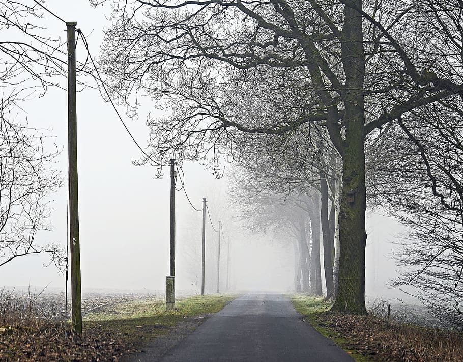 fog, fields, dirt track, bauerschaft, arable rain, row of trees HD wallpaper