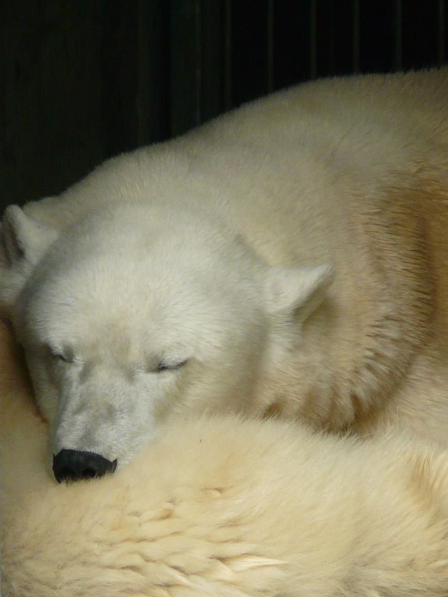 dog sleeping on bed, Polar Bear, Fur, Rest, Doze, animal, predator HD wallpaper