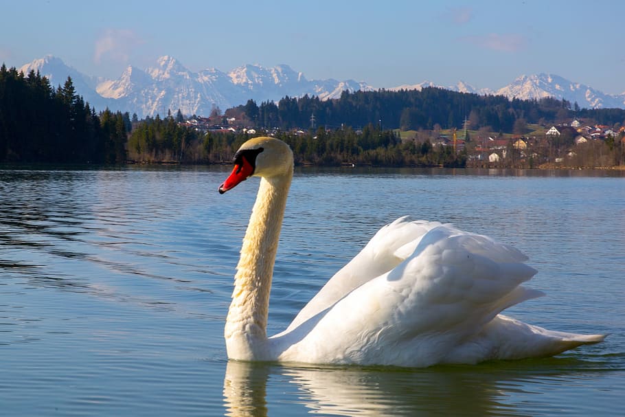 Swan, White, Lake, Water Bird, nature, fly, departure, goose