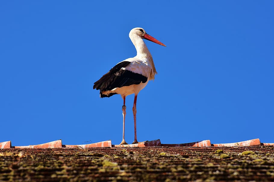 white and black bird on brown fence closeup photography during daytime HD wallpaper