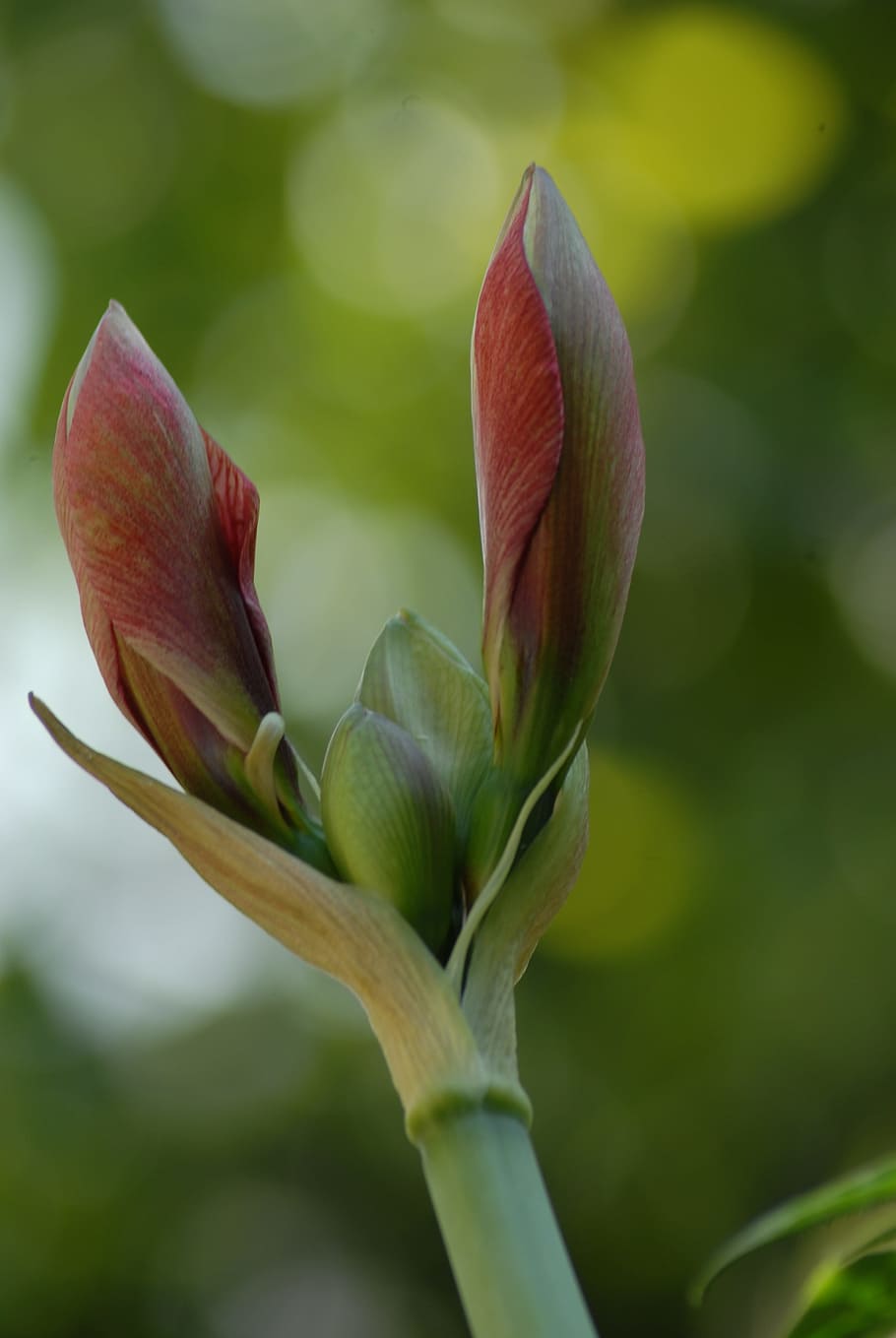 texture, branch, tree, plant, flower, beauty in nature, flowering plant HD wallpaper