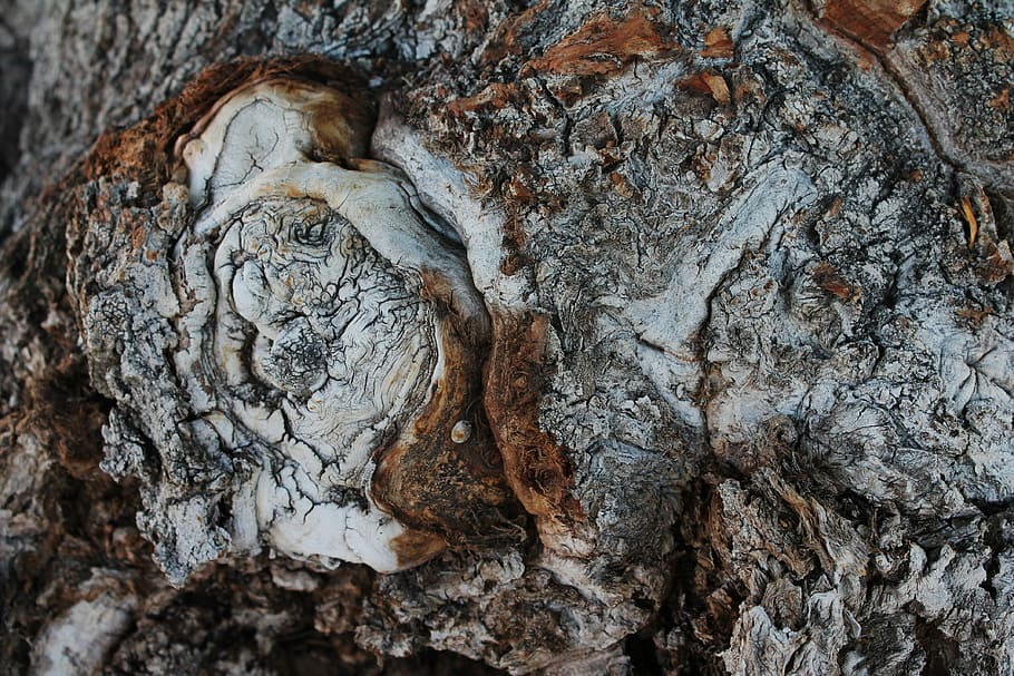 Tree Trunk, Timber, Wood, tree knot, rounded outgrowth, natural HD wallpaper