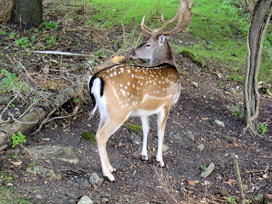 deer, antlers, spotted, stag, standing, roe deer, wildlife, HD wallpaper