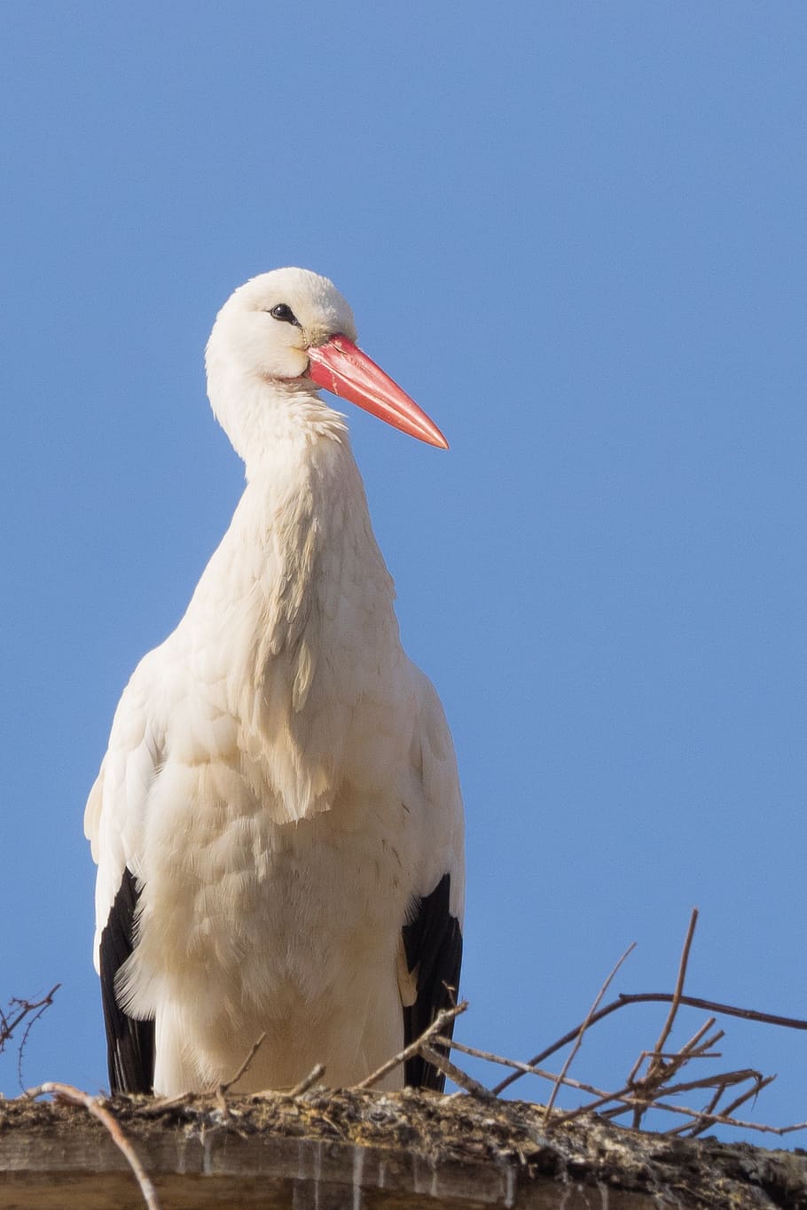 stork, bird, animal, fly, white stork, rattle stork, nature HD wallpaper