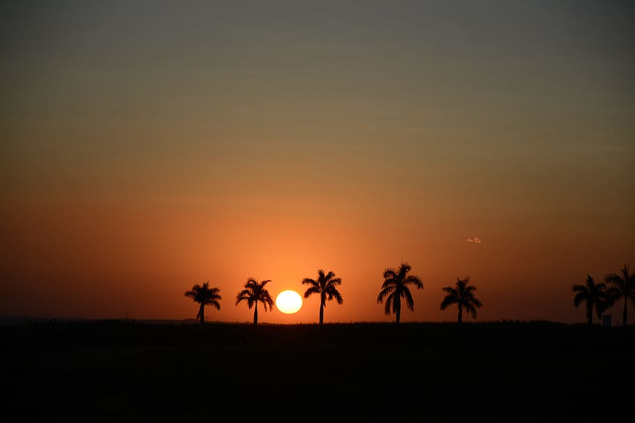 sunset, silhouette, horizon, sol, landscape, tree, afternoon HD wallpaper