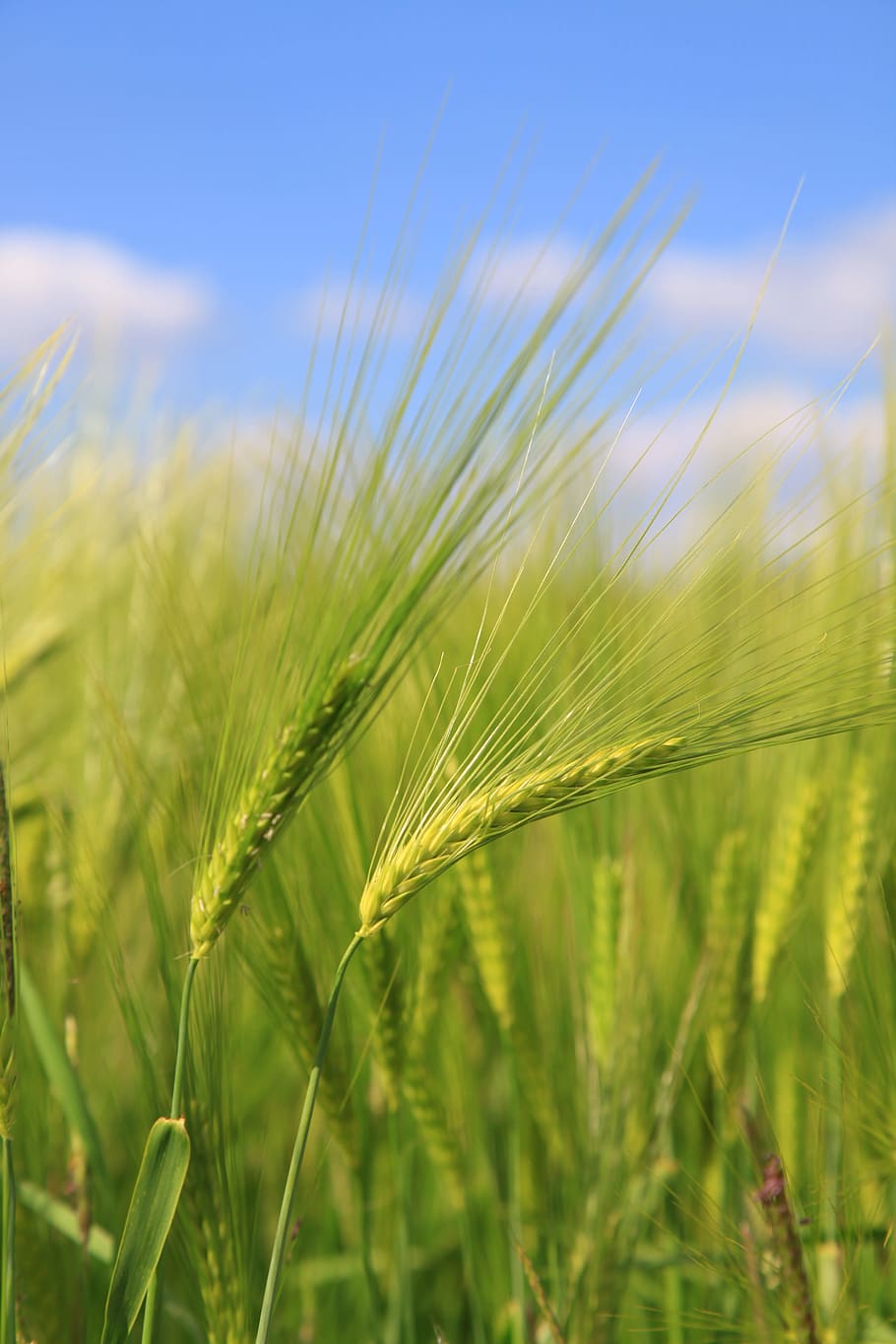 Barley, Wheat, Fields, Epi, agriculture, cereal plant, crop HD wallpaper