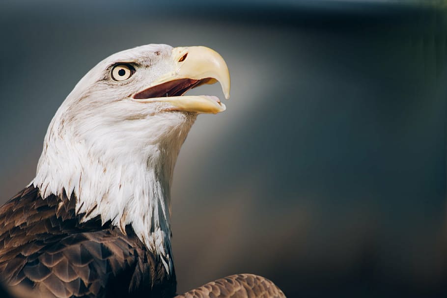 white and brown eagle, bird, bird of prey, raptor, white tailed eagle, HD wallpaper