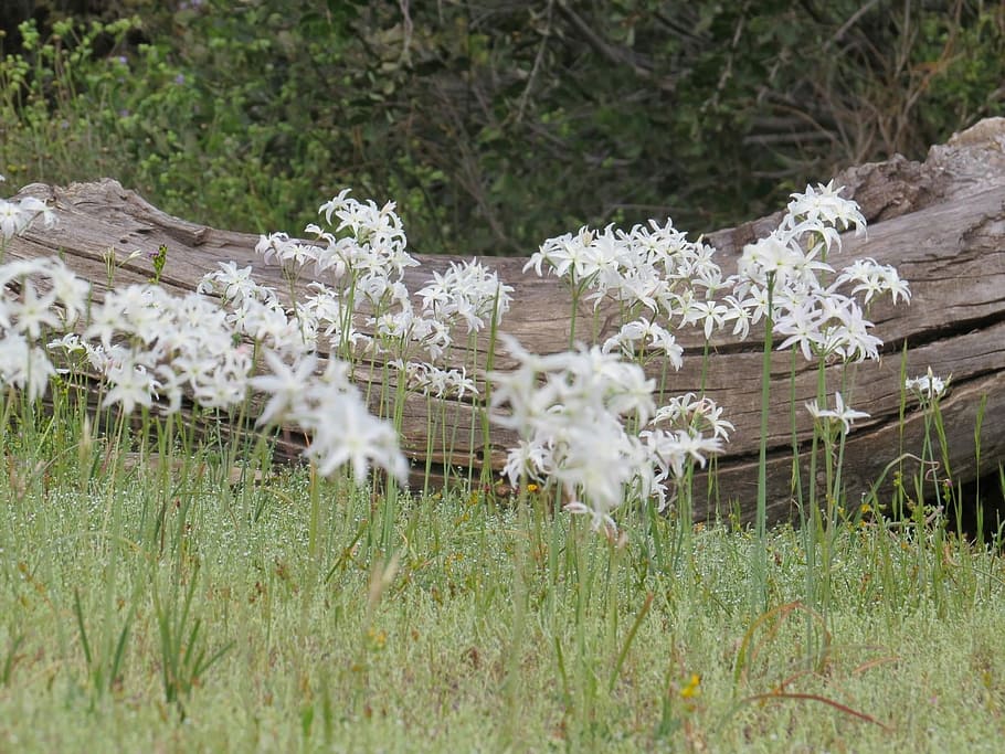 chile, flower, nature, mountain, blossom, plant, grass, flowering plant HD wallpaper