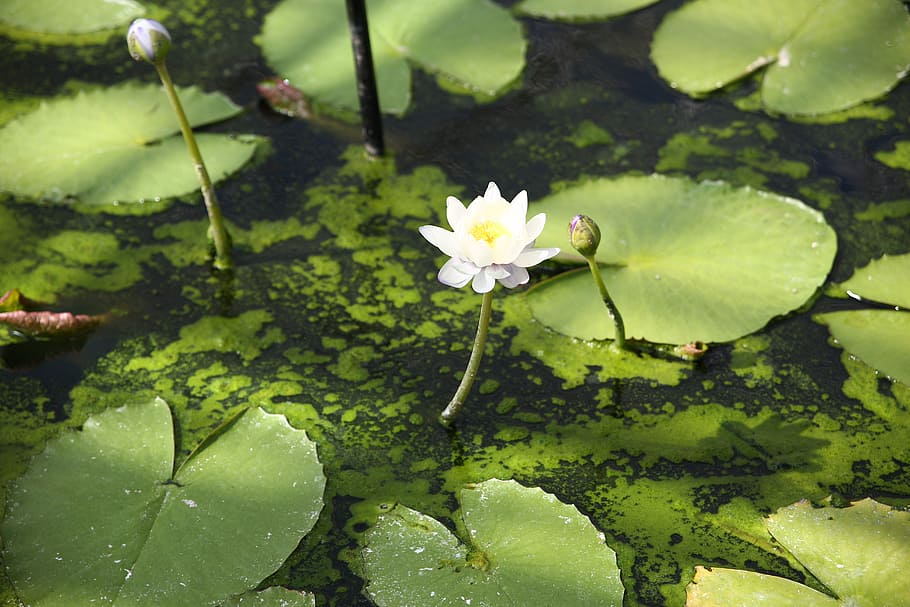 white lily with lotus pads, water lillly flower on pond, leaf HD wallpaper