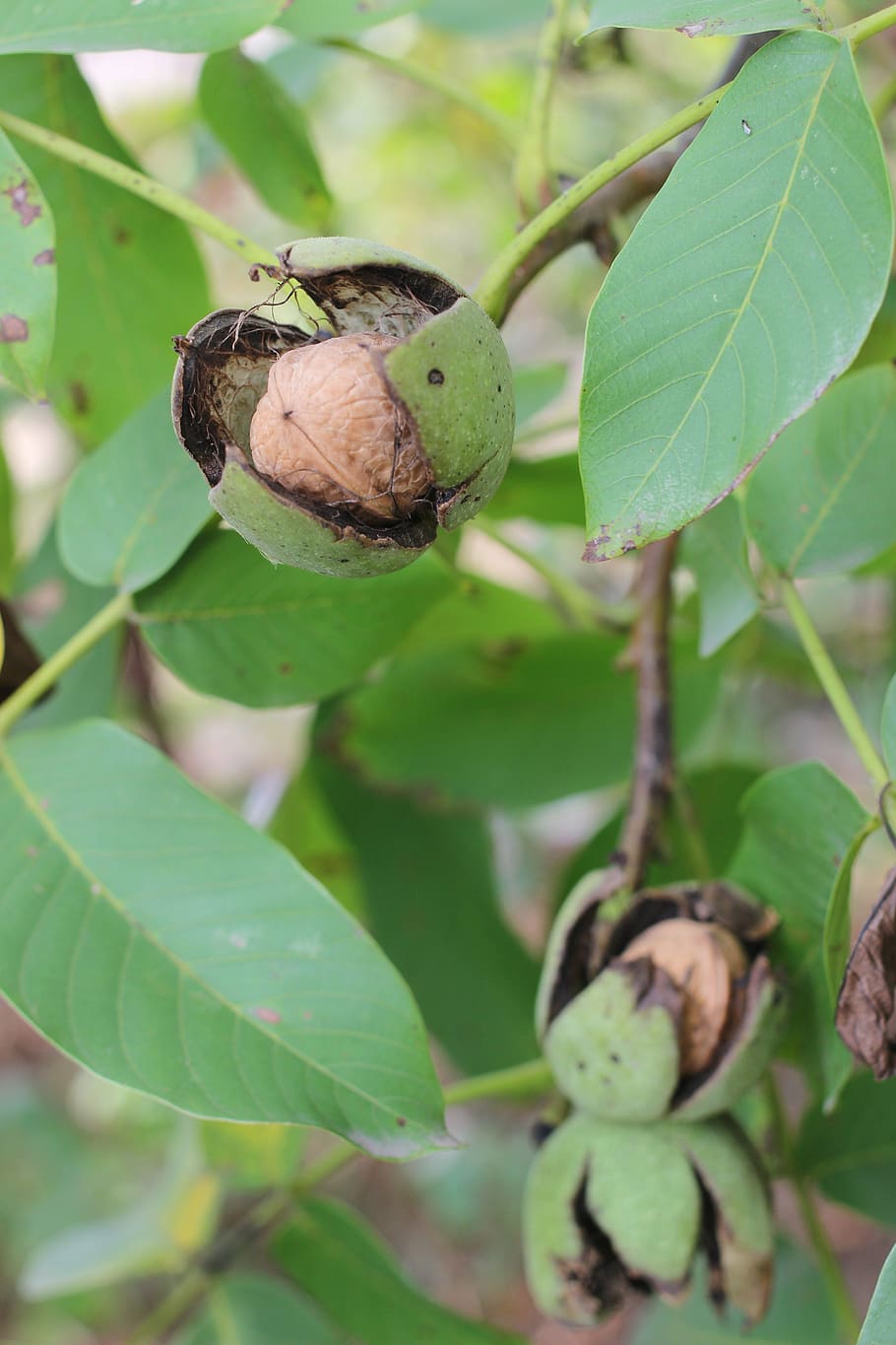 walnut, greek, green, fruit, harvest, green leaves, garden HD wallpaper