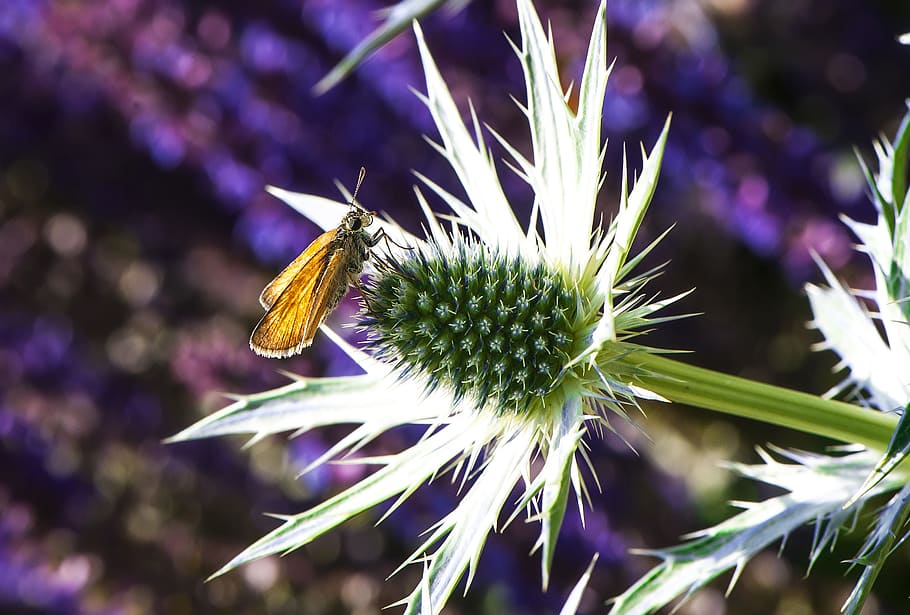 nature, petals, plant, blur, bloom, blooming, blossom, blurred HD wallpaper
