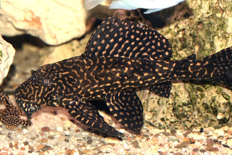 Glyptoperichthys Joselimaianus, l-catfish, cichlid, malawi, cichlidae, HD wallpaper