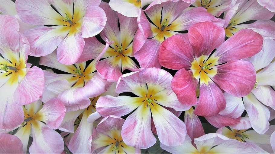 pink petaled flowers photography, tulip, spring, tulips, netherlands HD wallpaper