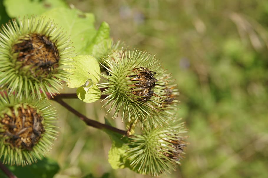 thistle, plant, flower, nature, close-up, green color, no people HD wallpaper