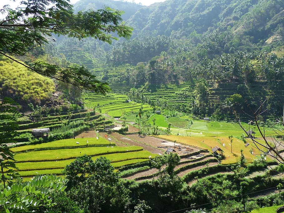 indonesia, rice, hill, tree, plant, scenics - nature, beauty in nature HD wallpaper