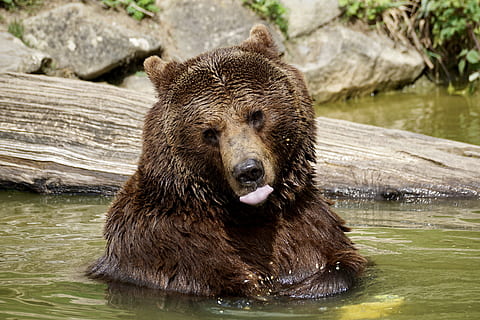 grizzly bear on green water, Brown Bear, Animals, Nature, Zoo HD wallpaper