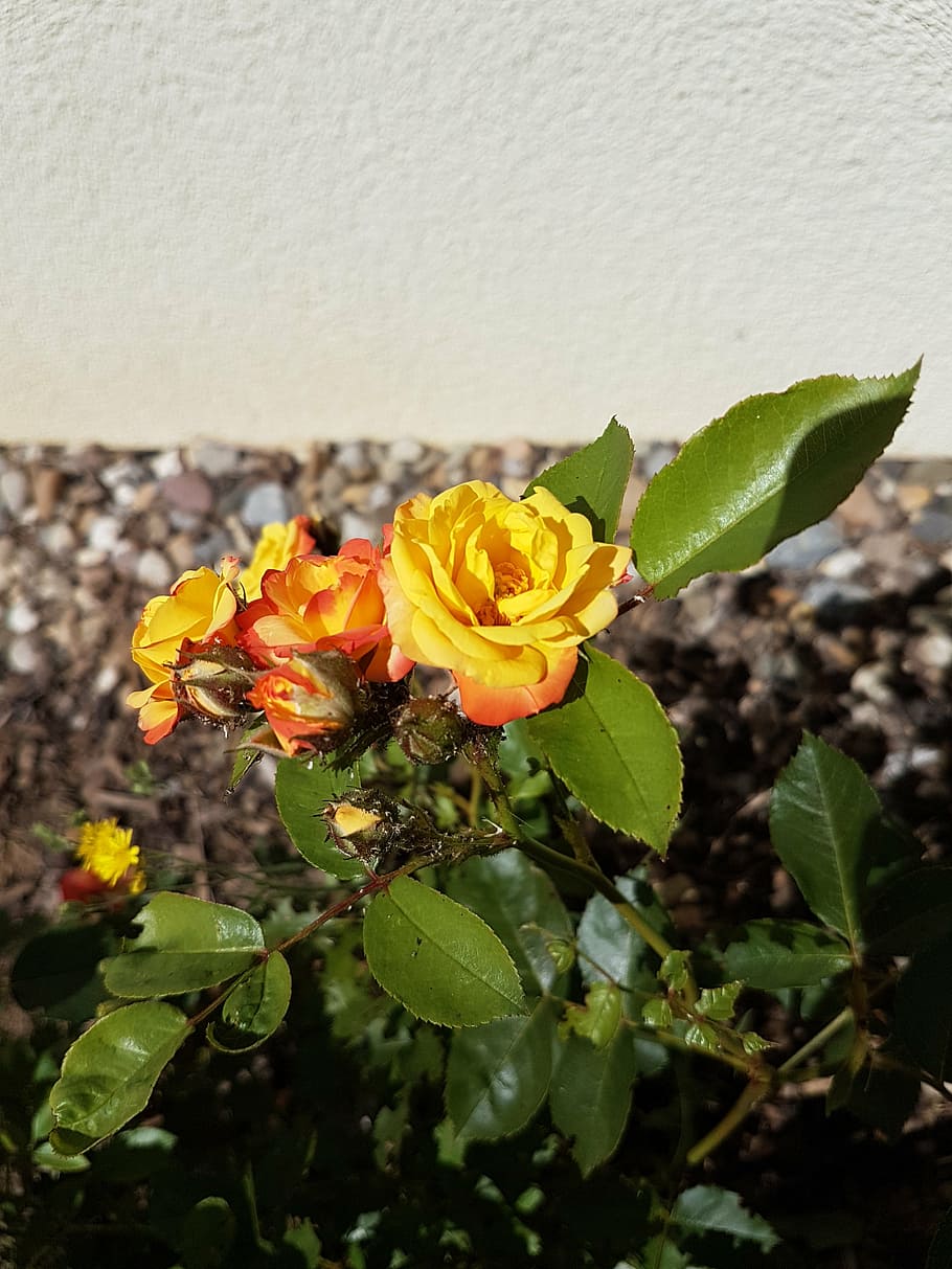 rose, garden, flower, flowering plant, beauty in nature, fragility HD wallpaper