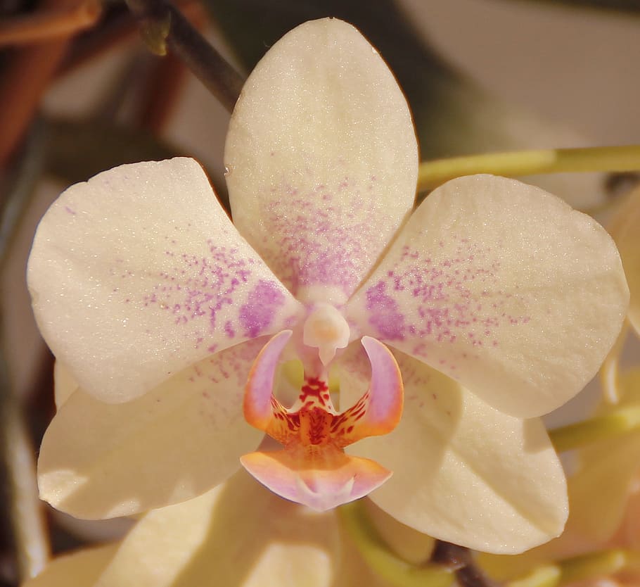 orchids, white, flower, blossom, bloom, flora, nature, macro HD wallpaper