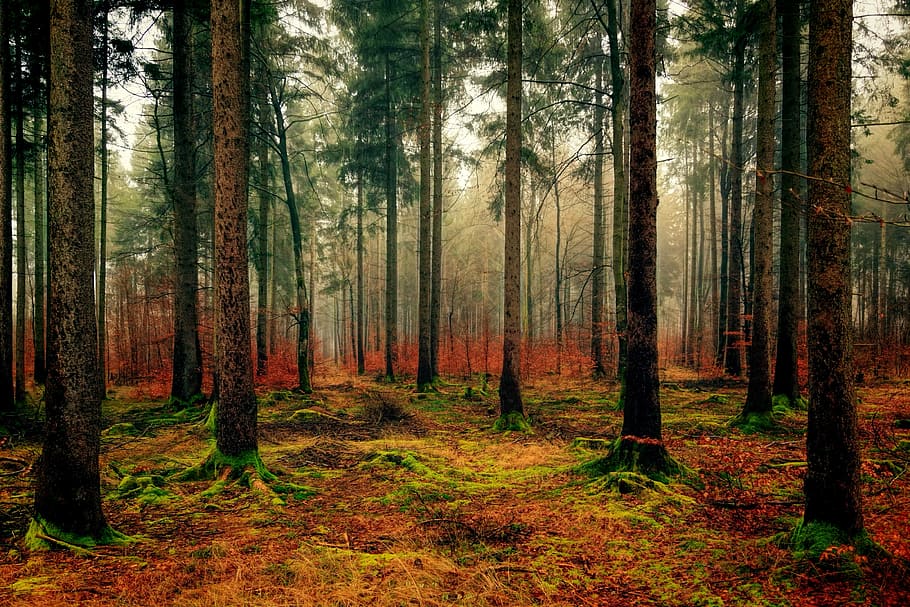 green and multicolored grass under tall trees, wood, nature HD wallpaper