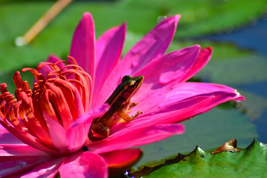 Frog, Lotus, sitting, on, flower, pink color, petal, fragility HD wallpaper