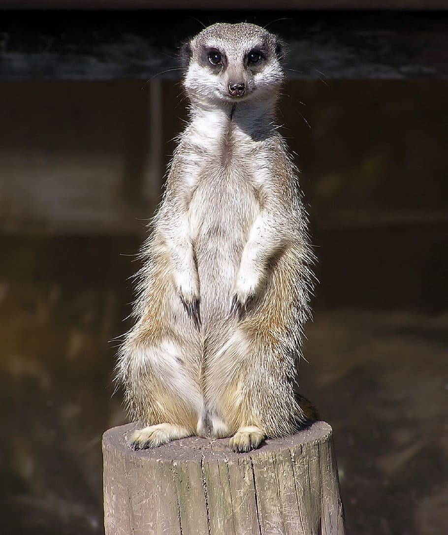 meerkat, sitting, facing, wildlife, mammal, africa, small, cute HD wallpaper