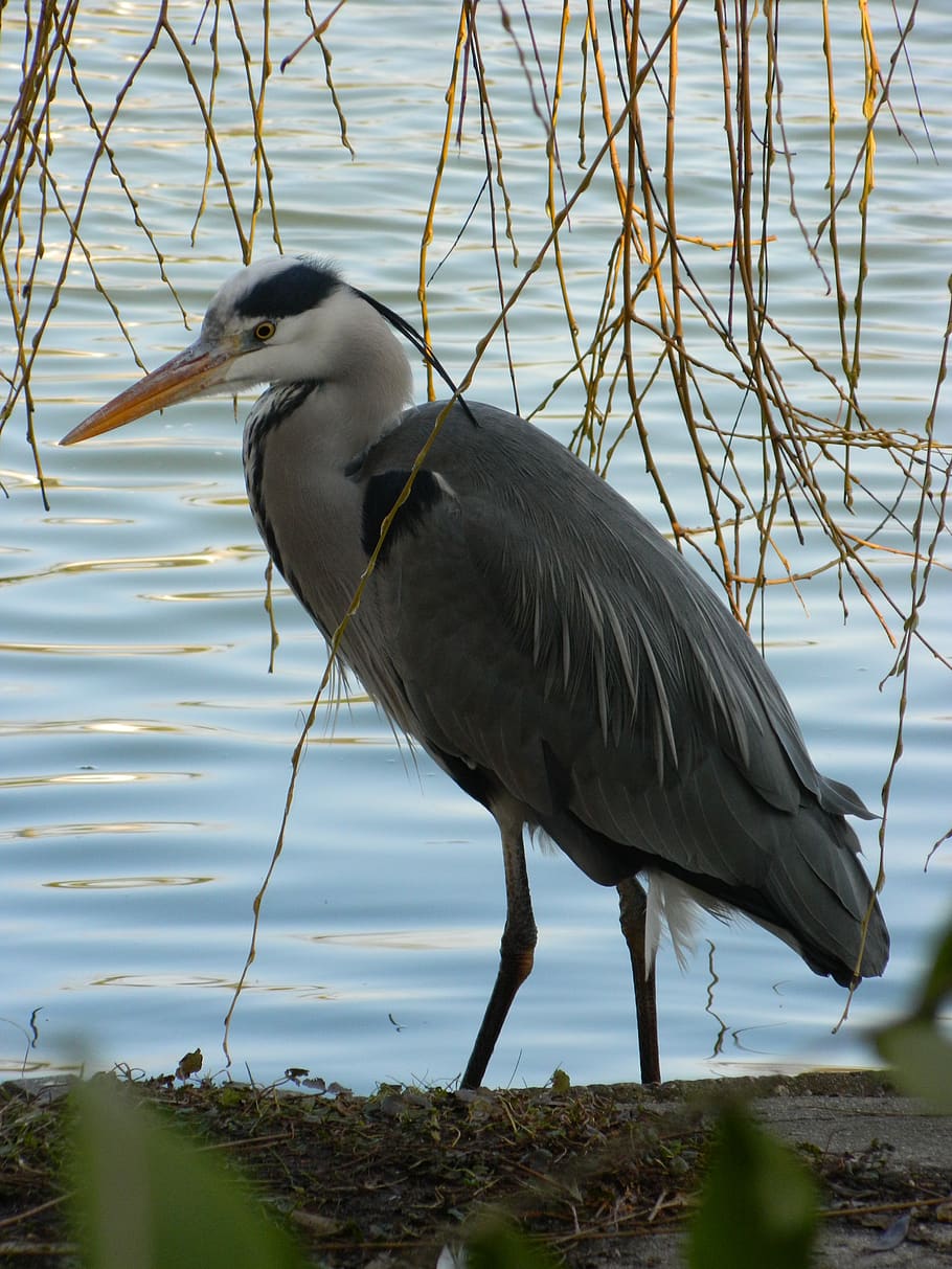 heron, bird, pond, animals in the wild, vertebrate, animal themes HD wallpaper