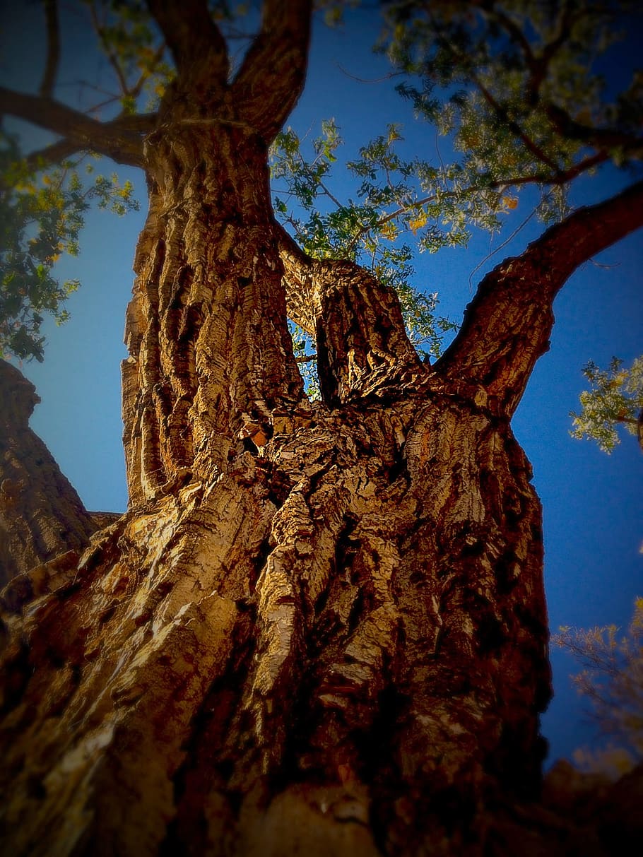 Tree, Trunk, Nature, Branches, Spring, outdoor, foliage, unusual HD wallpaper