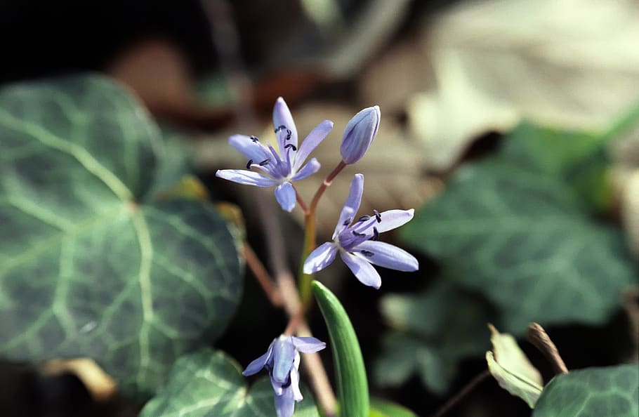 nature, flower, spring, flowering plant, freshness, beauty in nature HD wallpaper