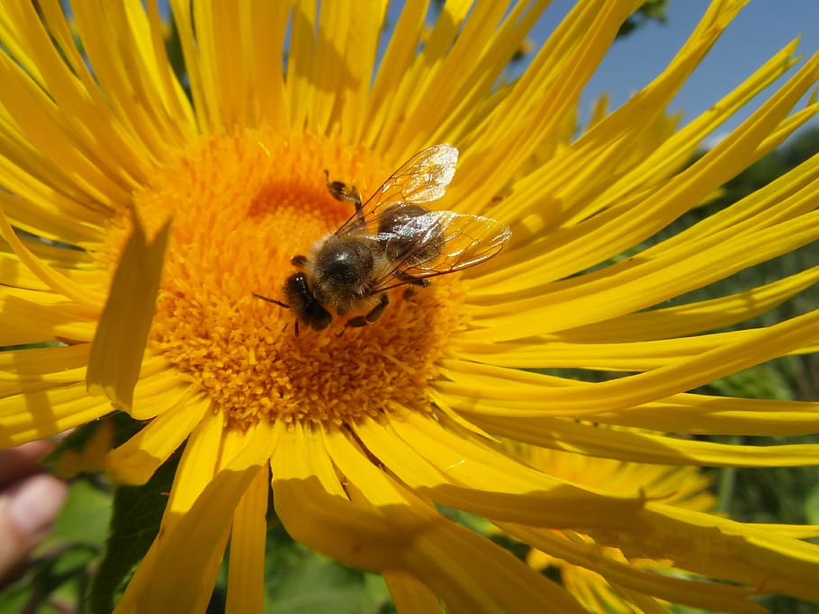 Nature, Sunflower, Bee, Summer, insect, animals in the wild HD wallpaper