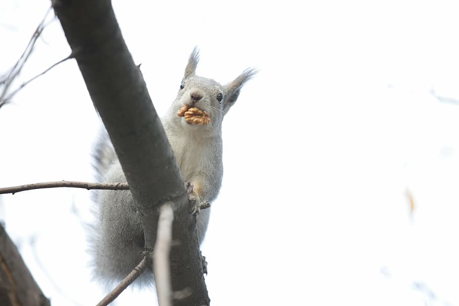 squirrel, nature, animals, park, tree, city park, wildlife HD wallpaper