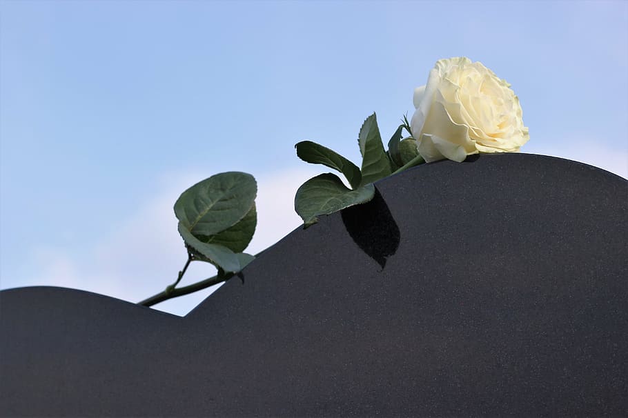 white rose, heart gravestone, love, miss you, nature, leaf, HD wallpaper